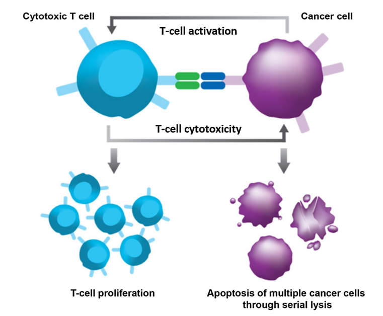 How Blinatumomab affects T-cells and apoptotic cancer cells